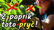 Prořežte papriku! Odstraňte tohle z vašich rostlin ještě dnes pro dobrou úrodu