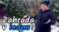 Sezóna začímá: Co vše se dá na zahradě dělat již teď v lednu?