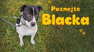 Pejsek Black z útulku chce víc než pamlsek. Chce domov