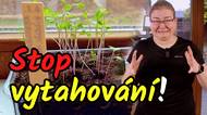 Stop vytahování sazenic! Proč máte vysoké nitky místo silných sazenic a co s tím dělat?