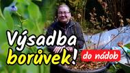 Výsadba borůvek do nádob od A do Z!