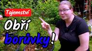 Tajemství obřích borůvek! Udělejte tohle a budou obrovské