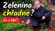 Kroutí se vám cibule, mrkev je děravá a kedlubny nerostou? Podívejte se jak ochránit úrodu