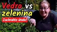 Zachraňte zeleninu, než bude pozdě! Co dělat při vlně veder?