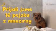 Do útulku se nám dostala další "šestnáctka" pejsků z množírny. Nyní už mají bezpečné místo