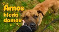 Dáte mu šanci? Psí sympaťák Ámos vyhlíží nový domov