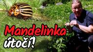 Zastavte mandelinku a ochraňte brambory teď hned! Červnový zásah zachrání úrodu