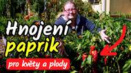 Jak hnojit papriky, aby měly květy a plodily? A čím nyní už nehnojit?