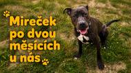 Uvázali ho zbědovaného u plotu. Dnes Mireček chodí, sílí a hledá domov