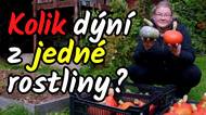 Kolik dýní jsme sklidili z jedné rostliny? A jak je správně uskladnit, aby dlouho vydržely?