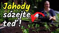 Založte nový jahodový záhon právě teď! Kompletní návod pro výsadbu jahod na podzim